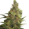 Cream 47 feminised Ganja Seeds Fast Version Cream 47 feminised Ganja Seeds Fast Version