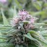 Auto Orange Bud feminised Dutch Passion Seeds Auto Orange Bud feminised Dutch Passion Seeds