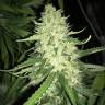 семена культурной конопли купить Turpan feminised Bang Seeds семена культурной конопли купить Turpan feminised Bang Seeds