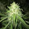 заказать качественные семена конопли Turpan feminised Bang Seeds заказать качественные семена конопли Turpan feminised Bang Seeds
