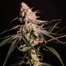 семена конопли для выращивания Peyote Critical feminised Barneys Farm семена конопли для выращивания Peyote Critical feminised Barneys Farm