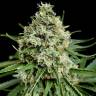семена конопли для посадки купить Peyote Critical feminised Barneys Farm семена конопли для посадки купить Peyote Critical feminised Barneys Farm