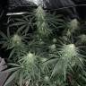 семена конопли марихуаны Peyote Critical feminised Barneys Farm семена конопли марихуаны Peyote Critical feminised Barneys Farm
