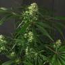 заказ семян конопли Спб Exotic Colours feminised Exotic Seed заказ семян конопли Спб Exotic Colours feminised Exotic Seed