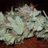 семена конопли Москва Auto Lemon Juice Express feminised Humboldt Seeds семена конопли Москва Auto Lemon Juice Express feminised Humboldt Seeds