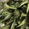 семена конопли аутдор Amnesia Haze feminised Royal Queen семена конопли аутдор Amnesia Haze feminised Royal Queen
