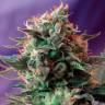 Недорогие семена конопли Jack 47 feminised Ganja Seeds Fast Version Недорогие семена конопли Jack 47 feminised Ganja Seeds Fast Version