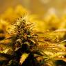 Семена марихуаны Jack 47 feminised Ganja Seeds Fast Version Семена марихуаны Jack 47 feminised Ganja Seeds Fast Version