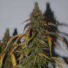 купить семена конопли Auto Big Bud feminised купить семена конопли Auto Big Bud feminised