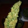 семена конопли Москва Auto Big Bud feminised семена конопли Москва Auto Big Bud feminised