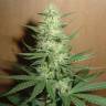 где заказать семена конопли Auto Big Bud feminised где заказать семена конопли Auto Big Bud feminised