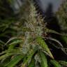 семена конопли почтой Auto Big Bud feminised семена конопли почтой Auto Big Bud feminised