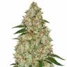семена конопли в интернете Phantom OG feminised Barneys Farm семена конопли в интернете Phantom OG feminised Barneys Farm
