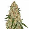семена конопли дешево Phantom OG feminised Barneys Farm семена конопли дешево Phantom OG feminised Barneys Farm