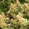 семена конопли элитных сортов Phantom OG feminised Barneys Farm семена конопли элитных сортов Phantom OG feminised Barneys Farm