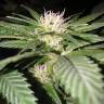 семена конопли наложенным платежом Exotic Thai feminised Exotic Seed семена конопли наложенным платежом Exotic Thai feminised Exotic Seed