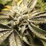 купить семена конопли Canadian Kush 2.0 feminised Medical Seeds купить семена конопли Canadian Kush 2.0 feminised Medical Seeds