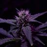 семена сортовой конопли Skunk x Early Skunk feminised семена сортовой конопли Skunk x Early Skunk feminised