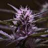 семена конопли феминизированные Skunk x Early Skunk feminised семена конопли феминизированные Skunk x Early Skunk feminised