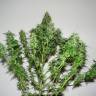 семена конопли скороспелый купить Big Bang feminised Green House Seeds семена конопли скороспелый купить Big Bang feminised Green House Seeds