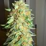 семена конопли дешево Big Bang feminised Green House Seeds семена конопли дешево Big Bang feminised Green House Seeds