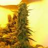 семена конопли с доставкой Big Bang feminised Green House Seeds семена конопли с доставкой Big Bang feminised Green House Seeds