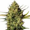 где можно заказать семена конопли Ungurtas feminised Bang Seeds где можно заказать семена конопли Ungurtas feminised Bang Seeds
