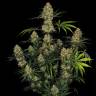 семена конопли для посадки купить Ungurtas feminised Bang Seeds семена конопли для посадки купить Ungurtas feminised Bang Seeds