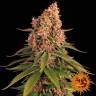 семена конопли в фирменной упаковке Pink Kush feminised Barneys Farm семена конопли в фирменной упаковке Pink Kush feminised Barneys Farm