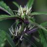 семена индийской конопли Pink Kush feminised Barneys Farm семена индийской конопли Pink Kush feminised Barneys Farm