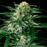 семена конопли почтой Gypsy Widow feminised Exotic Seed семена конопли почтой Gypsy Widow feminised Exotic Seed
