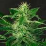 заказать качественные семена конопли Gypsy Widow feminised Exotic Seed заказать качественные семена конопли Gypsy Widow feminised Exotic Seed