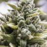 семена конопли элитных сортов Auto OG Kush feminised Humboldt Seeds семена конопли элитных сортов Auto OG Kush feminised Humboldt Seeds