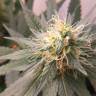 семена конопли интернет магазин Blue Mystic feminised Royal Queen семена конопли интернет магазин Blue Mystic feminised Royal Queen