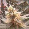 семена конопли f1 в оригинальной упаковке Blue Mystic feminised Royal Queen семена конопли f1 в оригинальной упаковке Blue Mystic feminised Royal Queen