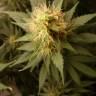 семена сортовой конопли Blue Mystic feminised Royal Queen семена сортовой конопли Blue Mystic feminised Royal Queen