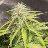 семена конопли интернет магазин Auto Jack 47 XL feminised Sweet Seeds семена конопли интернет магазин Auto Jack 47 XL feminised Sweet Seeds