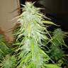 семена конопли f1 в оригинальной упаковке Auto Jack 47 XL feminised Sweet Seeds семена конопли f1 в оригинальной упаковке Auto Jack 47 XL feminised Sweet Seeds