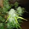 семена сортовой конопли Auto Jack 47 XL feminised Sweet Seeds семена сортовой конопли Auto Jack 47 XL feminised Sweet Seeds