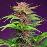 Auto Mimosa Bruce Banner XL feminised Ganja Seeds  Auto Mimosa Bruce Banner XL feminised Ganja Seeds