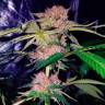 Auto Mimosa Bruce Banner XL feminised Ganja Seeds  Auto Mimosa Bruce Banner XL feminised Ganja Seeds