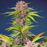 Auto Mimosa Bruce Banner XL feminised Ganja Seeds  Auto Mimosa Bruce Banner XL feminised Ganja Seeds