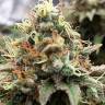Skunk x Great White Shark feminised Ganja Seeds Skunk x Great White Shark feminised Ganja Seeds