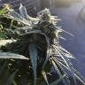 семена конопли интернет магазин King's Kush feminised Green House Seeds семена конопли интернет магазин King's Kush feminised Green House Seeds
