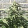 семена конопли f1 в оригинальной упаковке King's Kush feminised Green House Seeds семена конопли f1 в оригинальной упаковке King's Kush feminised Green House Seeds
