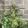 семена сортовой конопли King's Kush feminised Green House Seeds семена сортовой конопли King's Kush feminised Green House Seeds