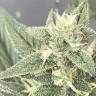 семена конопли феминизированные King's Kush feminised Green House Seeds семена конопли феминизированные King's Kush feminised Green House Seeds