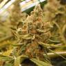 мощные семена конопли King's Kush feminised Green House Seeds мощные семена конопли King's Kush feminised Green House Seeds