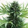 семена конопли с доставкой Auto Sour Diesel feminised Humboldt Seeds