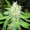 заказать качественные семена конопли Jack la Mota feminised Medical Seeds заказать качественные семена конопли Jack la Mota feminised Medical Seeds